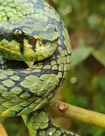 Sinharaja Expedition – Tour Guide in Sinharaja Rainforest