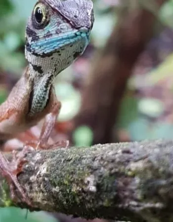 Sinharaja Expedition – Tour Guide in Sinharaja Rainforest