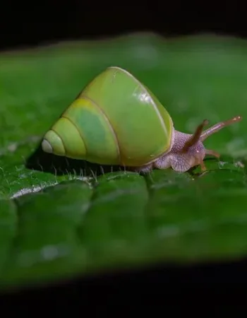 Sinharaja Expedition – Tour Guide in Sinharaja Rainforest