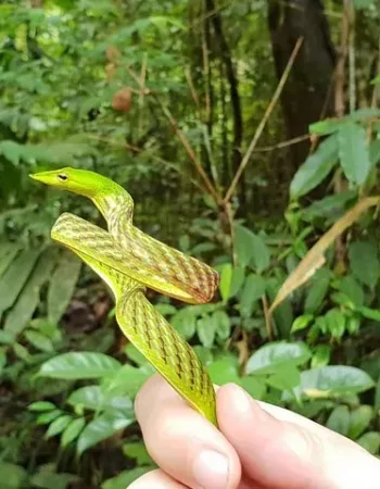 Sinharaja Expedition – Tour Guide in Sinharaja Rainforest