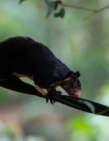 Sinharaja Expedition – Tour Guide in Sinharaja Rainforest