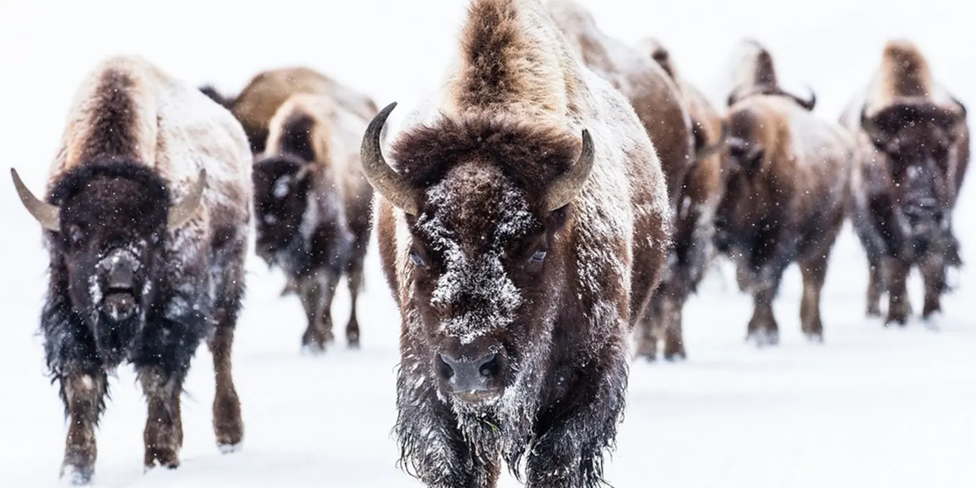 Yellowstone National Park, Wyoming